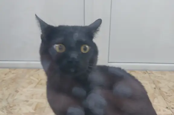 Кошка найдена в Харцызске, Донецкая область