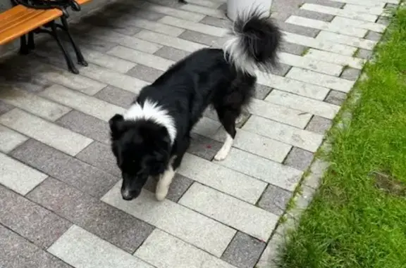 Найдена собака на Сущёвской ул., 31