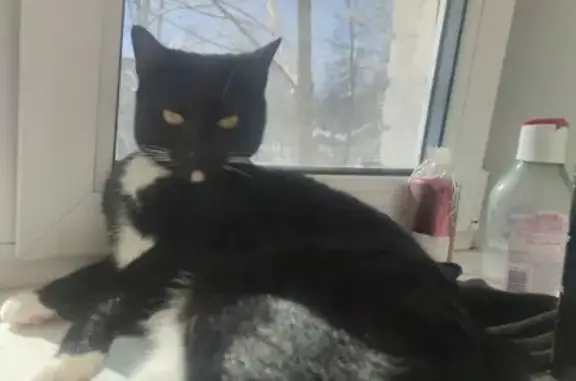 Кошки потеряшки, Санкт-Петербург, фото: Потеряшка кошка Масяня, адрес: Пограничника Гарькавого, 42 к2, СПб.