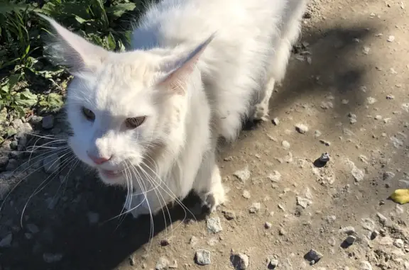 Найдена кошка Мейн кун на Малахитовой улице, 18