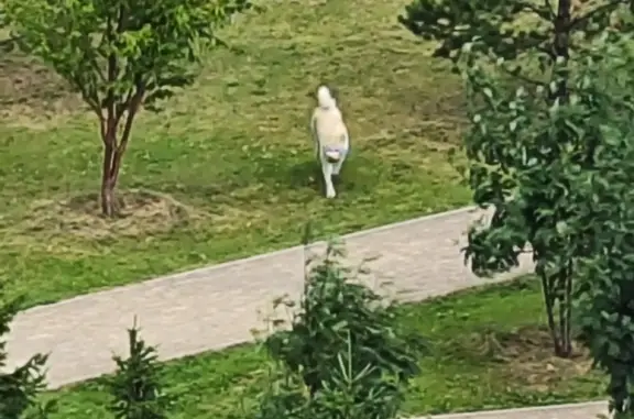 Собака Мальчик бегает в районе парка, ул. 78-я Добровольческая, Красноярский край