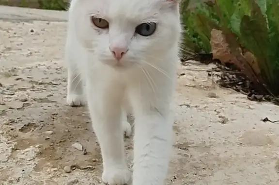 Пропала белая кошка с разными глазами в Костроме, 6-й Водяной проезд, 20