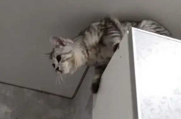 Кошки потеряшки, Набережные Челны, фото: Потеряшка кошка Мави, бульвар Домостроителей, 5