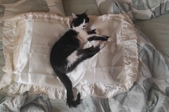 Кошки потеряшки, Новосибирск, фото: Потеряшка кошка, ул. Кошурникова 57, Новосибирск