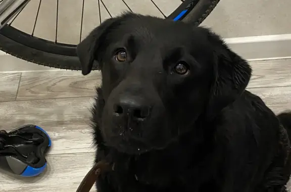 Потерянная собака с ошейником на Трактовой улице, Тюмень