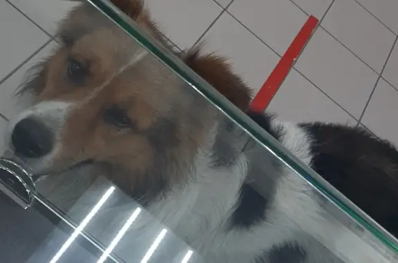 Собака огромных размеров найдена на ул. Карла Маркса, 33