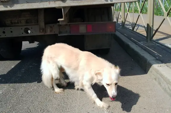 Потерянная собака: 2-я Промышленная улица, 8Д, Саранск