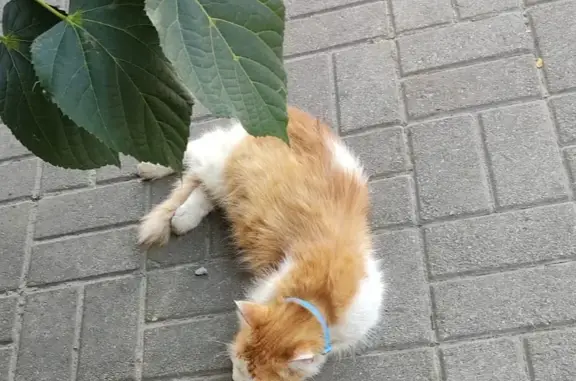 Найдена кошка на Театральном пр-те, 50, Ростов