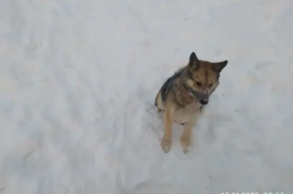 Собаки потеряшки, Нижний Новгород, фото: Потеряшка собака Лайка Берта, ул. Пискунова, Нижний Новгород
