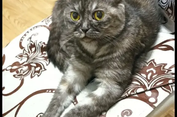 Пропала серо-пятнистая кошка, 4 года, Тюмень