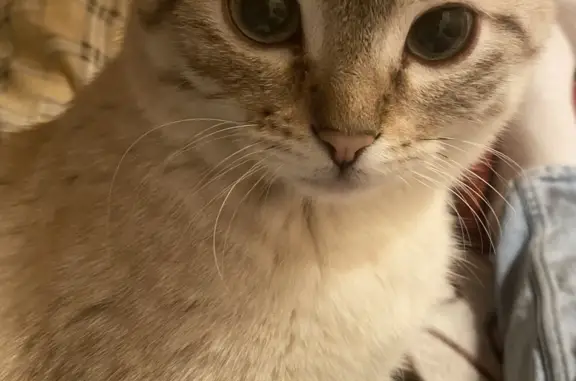 Кошки потеряшки, Тамбов, фото: Потеряшка кошка: светло-серый кот, Пролетарская ул., Тамбов