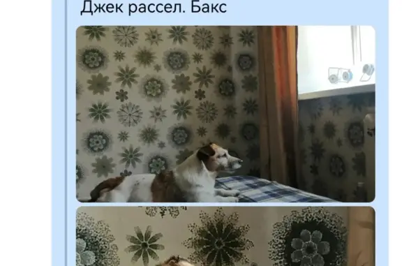 Собаки потеряшки, Чита, фото: Потеряшка собака Кобель на Новобульварной, 121, Чита