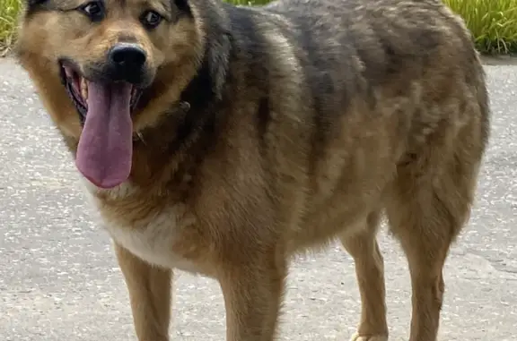Найдена пугливая собака с адресником в Московской области