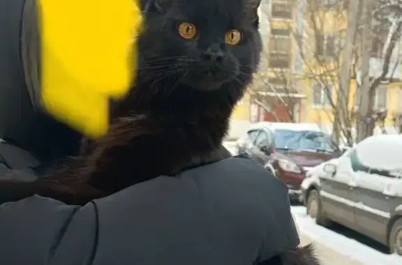 Пропала кошка: ул. Ленина, 32, Калуга