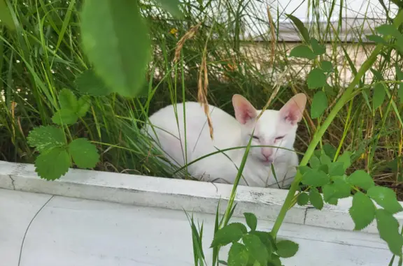 Пропал белый кот, ул. Маршала Жукова, 19, Туапсе
