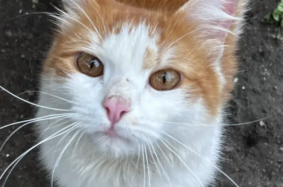 Найдена кошка в Твери, ищем хозяев или новый дом