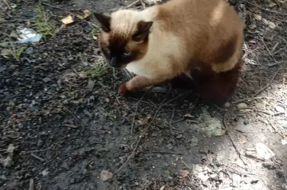Найден тайский/сиамский кот на Бисеровском шоссе