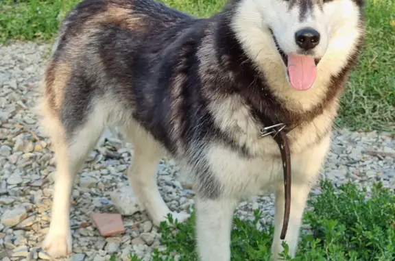 Найдена собака Черно-белая хаски, девочка, Русско-Ишимский сельсовет