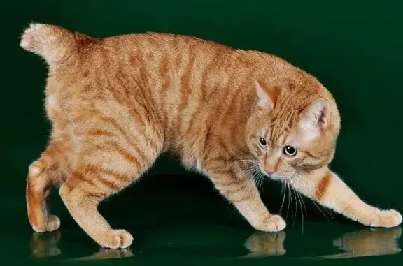 Пропала кошка Курильский бобтейл, рыжий, Московская область