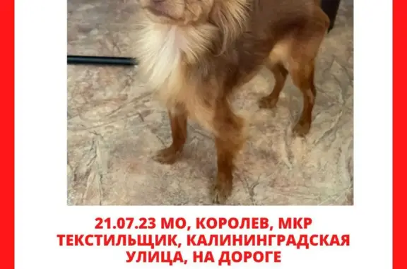 Найдена собака: Калининградская ул., 30Б, Королёв