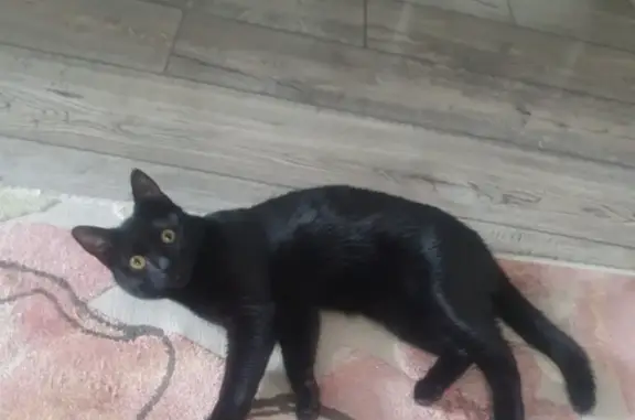 Пропала черная кошка, ул. Новосёлов, 56 к1, Рязань