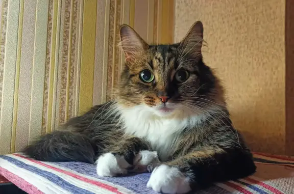 Пропала кошка на ул. Фрунзе, 14, Петрозаводск