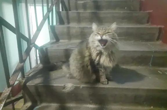 Найдена серая кошка на ул. Турку, 2 к1, СПб