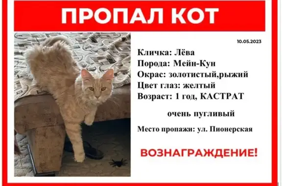 Пропала кошка Мальчик-Лева, Тейково, Ивановская обл.