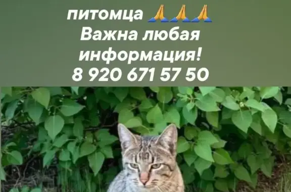 Пропала кошка Гриша, ул. Кузнецова, 124, Иваново