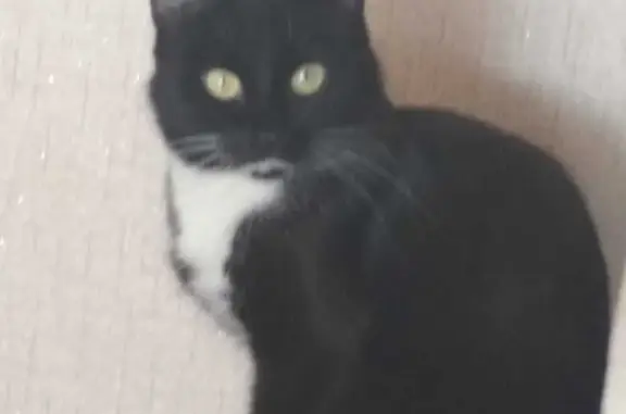 Кошки потеряшки, Киров, фото: Потеряшка кошка на Комсомольской ул., 25, Киров