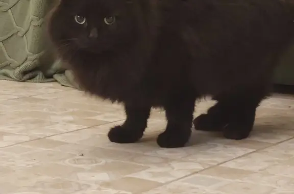 Пропала черная кошка в районе Лисий Нос