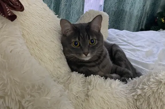 Кошки потеряшки, Новосибирск, фото: Потеряшка кошка: ул. Котовского, 2А, Новосибирск