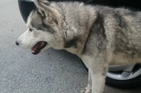 Найдена собака Хаски в районе школы №7, Приморский край
