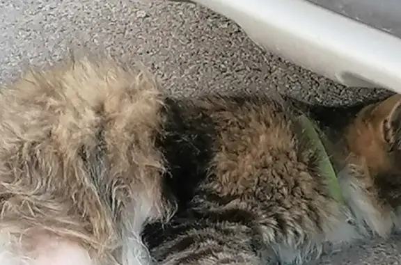 Найдена пятнистая кошка на ул. Карла Маркса, 2, Бердск