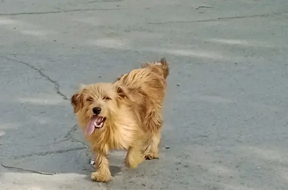 Потерянный собачонок возле Комсомольца на остановке