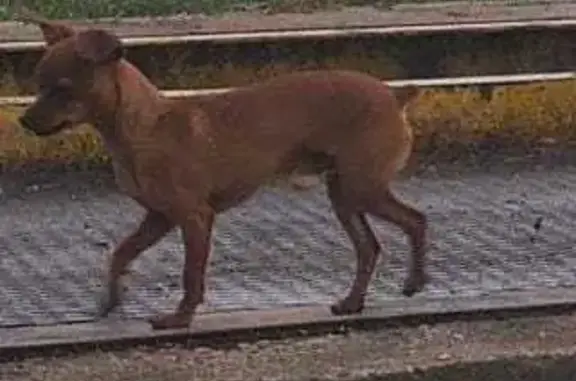 Пропала собака Гуччи в Томске