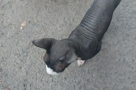 Найден сфинкс-кот возле дома в Ангарске, адрес: 8 микр, 91