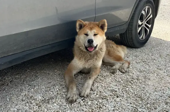 Найдена собака породы Акито на Шефской улице, Екатеринбург