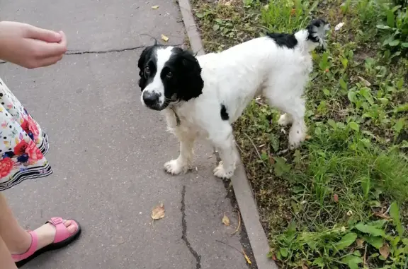 Найдена собака, Московская область, фото: Найден спаниель, Московская область