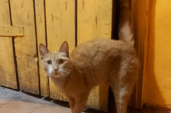 Найдена кошка, Кызыл