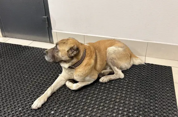 Собака Алабай найдена на Академика Курчатова, 1 с113, Москва