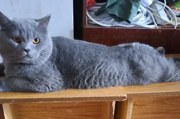Пропал серый британский кот, 2 года, ул. Чередниченко, Анжеро-Судженск