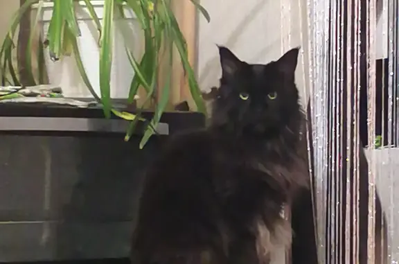 Кошки потеряшки, Санкт-Петербург, фото: Потеряшка кошка: Чёрная мейнкун, пр-т М. Жукова, 18, СПб