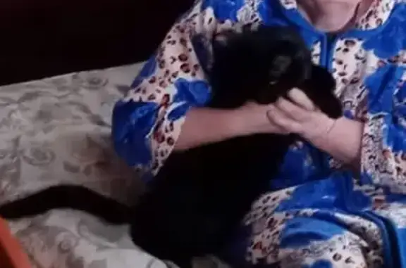 Кошки потеряшки, Набережные Челны, фото: Потеряшка кот Вася возле БСМП, г. Набережные Челны