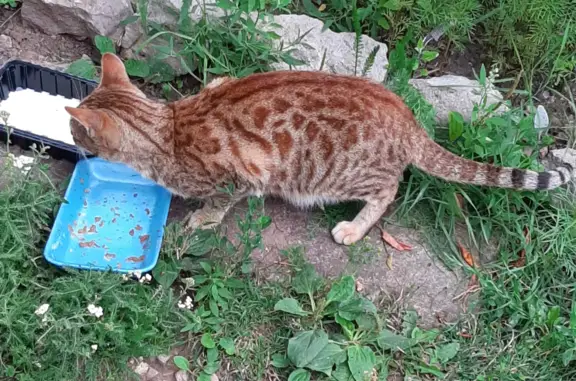 Найдена кошка на Октябрьской улице, 52, Орёл