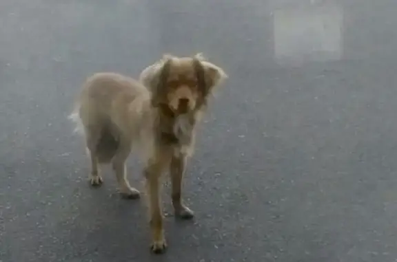 Найдена собака в Красноармейском районе, Волгоград