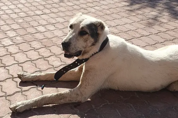 Собака найдена: ул. Мира, 13, Сургут