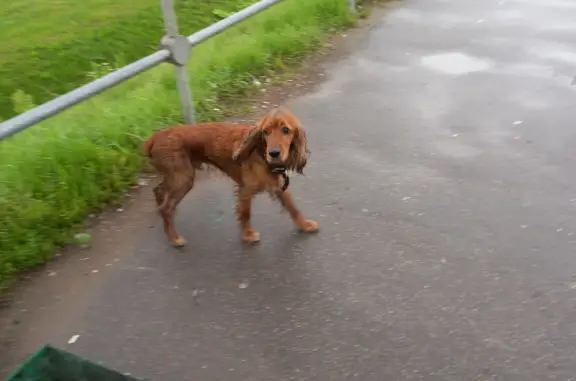 Собака найдена на остановке Калужского шоссе, поселение Краснопахорское