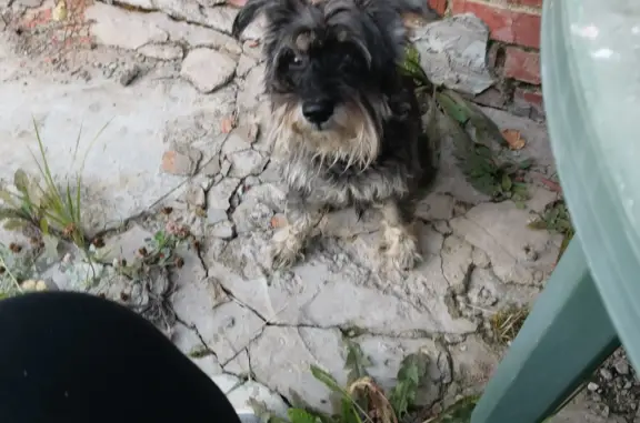 Пропала собака в Первомайском поселении, Москва