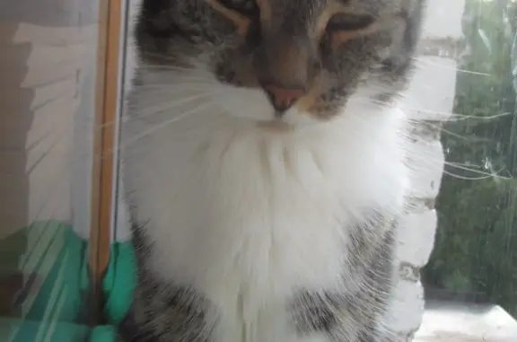 Кошки потеряшки, Санкт-Петербург, фото: Потеряшка серая кошка, ул. Сестрорецкая, д. 3.